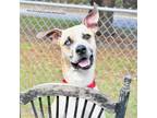 Adopt Charles a Catahoula Leopard Dog