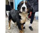 Adopt Dave Franco a Bernese Mountain Dog