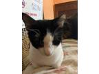 Adopt Panda a Tuxedo, Domestic Short Hair