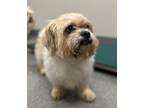 Adopt Eclipse a Shih Tzu