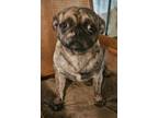 Adopt Streudel a Pug