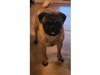 Adopt Tigger a Pug