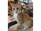 Adopt Archibald Button a Domestic Short Hair, Tabby