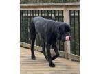 Adopt Baloo a Cane Corso