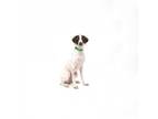 Adopt Dale a Pointer