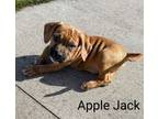 Adopt Apple Jack a Pit Bull Terrier, Mastiff