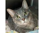 Adopt Jeorje Geffersen a Domestic Short Hair