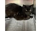 Adopt Ghost a Domestic Short Hair