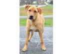 Adopt Dexter - Adoptable a Labrador Retriever, Mixed Breed