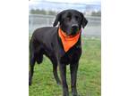 Adopt Bailey Boy - Adoptable a Labrador Retriever, Mixed Breed