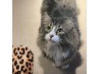 Adopt Maximus (*Bonded with Zeus) a Maine Coon