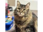 Adopt Tiger a Maine Coon