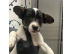 Adopt Russ a Jack Russell Terrier, Corgi