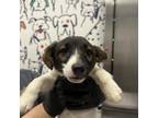 Adopt Jacob a Jack Russell Terrier