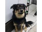 Adopt Rico a Border Collie