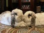 Adopt Skamper a Mini Lop