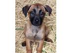 Adopt Brody a Black Mouth Cur