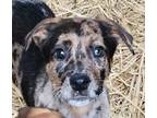 Adopt Beau a Catahoula Leopard Dog