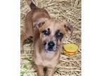 Adopt Brax a Catahoula Leopard Dog