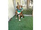 Adopt Tyga a American Staffordshire Terrier