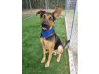 Adopt Youngster a German Shepherd Dog