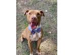 Adopt Casey a American Staffordshire Terrier