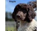 Maple