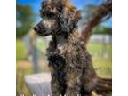 Wapoo Puppy for sale in Greenville, NC, USA