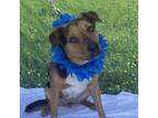 Adopt SCOTTY a Cattle Dog, Beagle