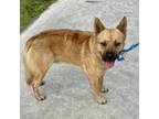 Adopt WRANGLER a Cattle Dog, Mixed Breed