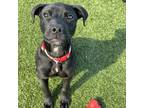 Adopt ODIE a Pit Bull Terrier, Black Labrador Retriever
