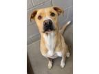 Adopt Jace a Pit Bull Terrier, Mixed Breed