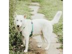 Adopt Chester a Husky, Mixed Breed