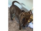 Adopt Butterscotch a Shar-Pei, Terrier