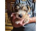 Yorkshire Terrier Puppy for sale in Hattieville, AR, USA