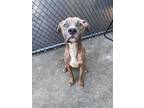 Adopt Ramon a Pit Bull Terrier, Mixed Breed