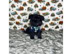 Shih Tzu Puppy for sale in Morris Chapel, TN, USA
