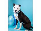 Adopt Argo a Pit Bull Terrier, Mixed Breed
