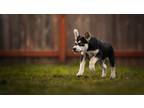 Adopt Bend a Husky, German Shepherd Dog