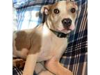 Adopt Comet a Pit Bull Terrier, Mixed Breed