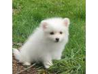 American Eskimo Dog Puppy for sale in Ashley, IN, USA