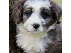 Mutt Puppy for sale in Muskogee, OK, USA