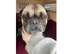 Adopt Walter a Pug