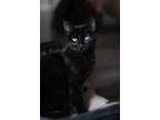 Adopt Ember a Domestic Short Hair