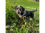 Dachshund Puppy for sale in Vincentown, NJ, USA