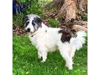 Adopt Shaggy- Really great temperament! a Poodle, Terrier