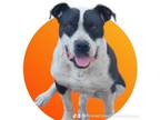 Adopt Kevin Tyler a Pit Bull Terrier