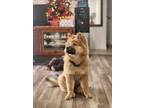 Adopt Toffee a Chow Chow