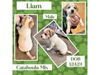 Adopt Liam a Catahoula Leopard Dog