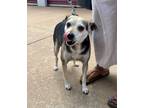 Adopt Mr. Pickles a Rat Terrier, Hound